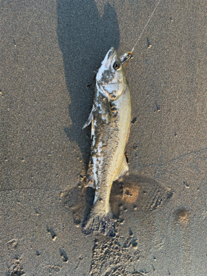 回遊シーバスを狙って