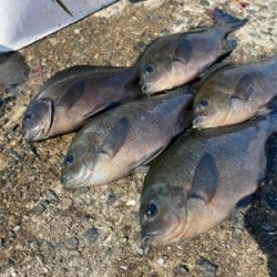 激ウマ!!脂ノリノリグレ