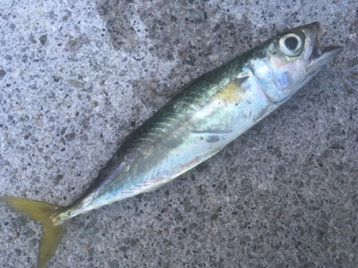 青物、タチウオはどこへ?