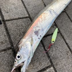 青い牙狙い。牙違い。。。