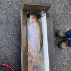 トラウトリベンジ達成