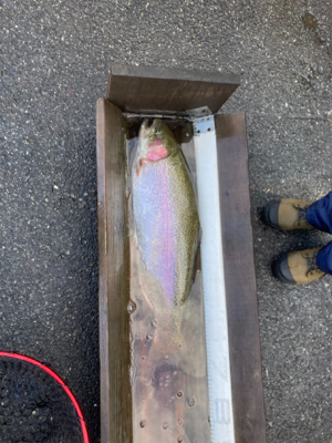 トラウトリベンジ達成