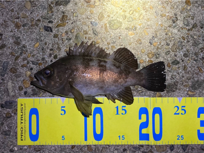 ライトゲームでガシラ、メバル