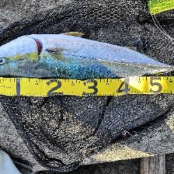 ポッパーでメジロ