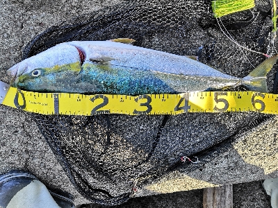 ポッパーでメジロ