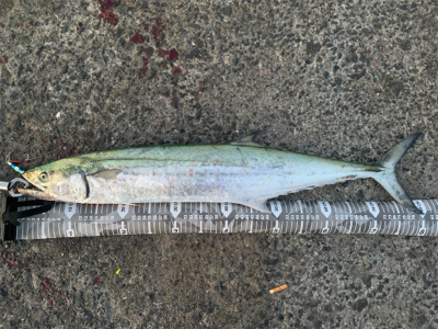 魚っていつもどうでもいい話してるときに釣れるよね。