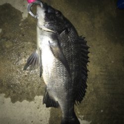 深夜のサビキ釣り