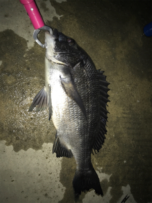 深夜のサビキ釣り