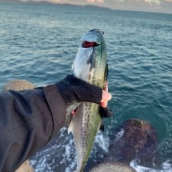 旅行先でショアジギ