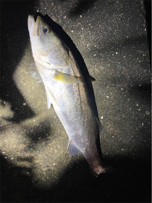 リバーシーバス調査