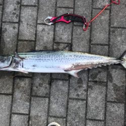 サワラがキタ〜！