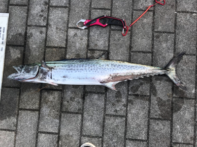 サワラがキタ〜！