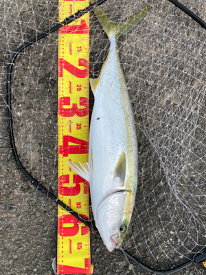 渋い中にもメジロゲット。夕からサバ祭り
