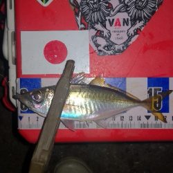 アジング練習　329