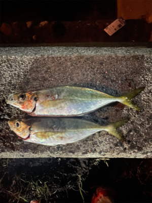 最近のアジング