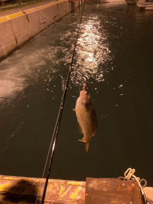 まったり五目釣り