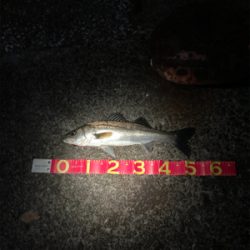 1時間だけ楽しみました