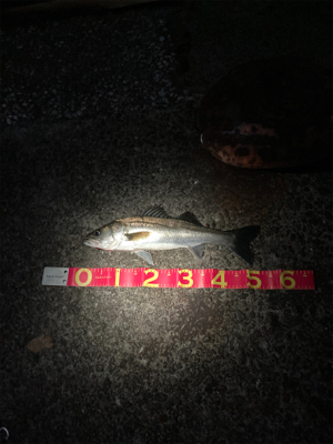 1時間だけ楽しみました