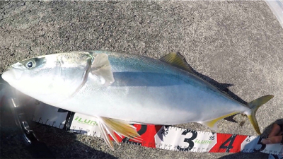 ハマチ3安打！2021ライトゲーム第34戦