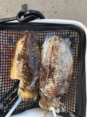 親父たちの釣行　アオリイカ を求めて&#x…