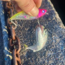 サバ　サバ　サバ