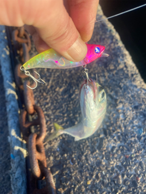 サバ　サバ　サバ