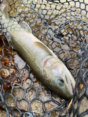 今シーズンラストの管釣り