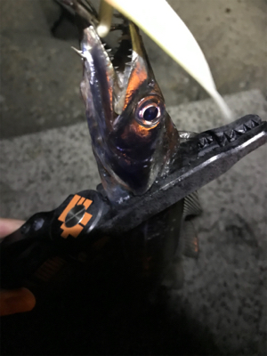 大潮サーベルゲーム