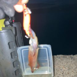 ポツポツのヒイカσ(^_^;)