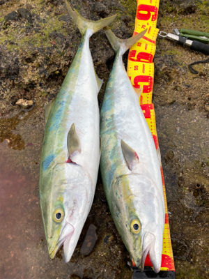 ブリ　2本！