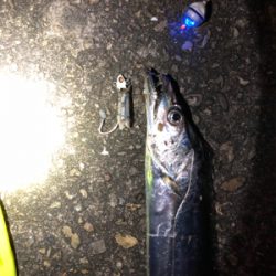 陸っぱりタチウオ