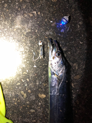 陸っぱりタチウオ