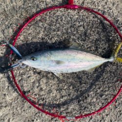 ぽってりはまちくん