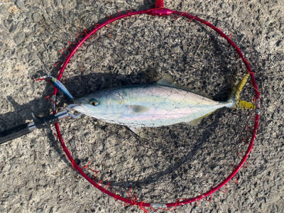 ぽってりはまちくん