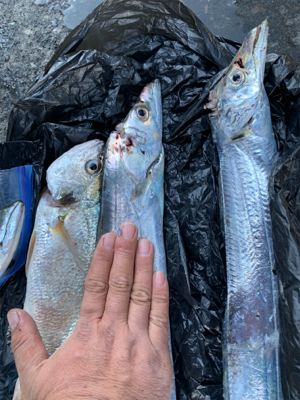 我がロッド1匹の青物無し！