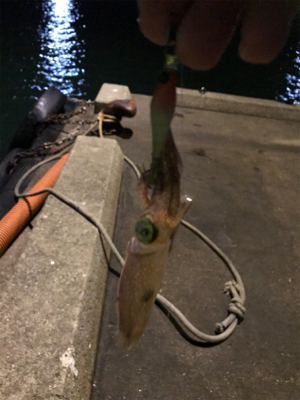 ヒイカの釣り方。