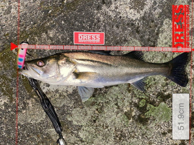 大雨前に取れた貴重な1本！