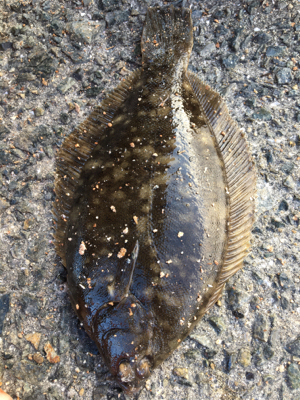 子供と小物釣り