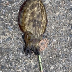 メタルジグ でコウイカ