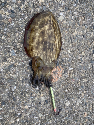 メタルジグ でコウイカ