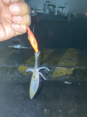 雨でもヒイカ釣りσ(^_^;)