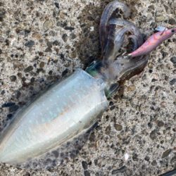 朝マズメのアオリイカ釣り
