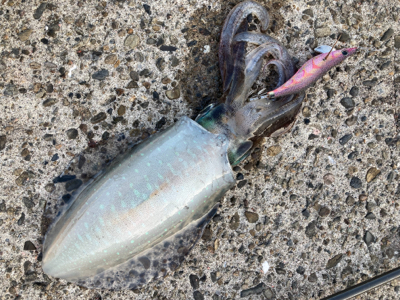 朝マズメのアオリイカ釣り