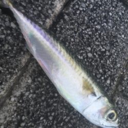 爆風と大雨の中 2