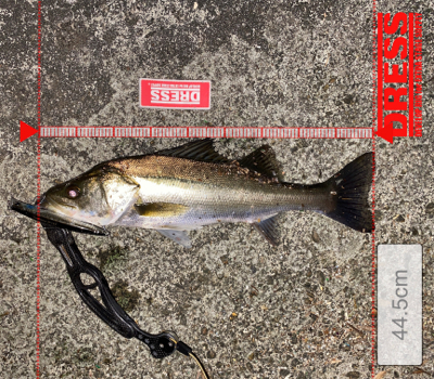 コモモSF125がいい仕事！