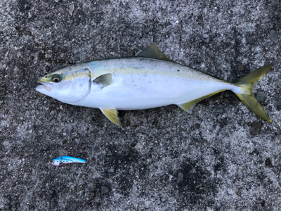 朝マズメのハマチ