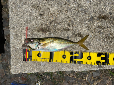 尺でませんでしたぁ