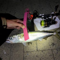 尺サバって言わないんですか⁉…