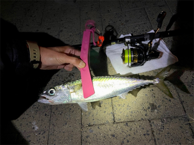 尺サバって言わないんですか⁉…