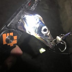 初キビナゴテンヤ